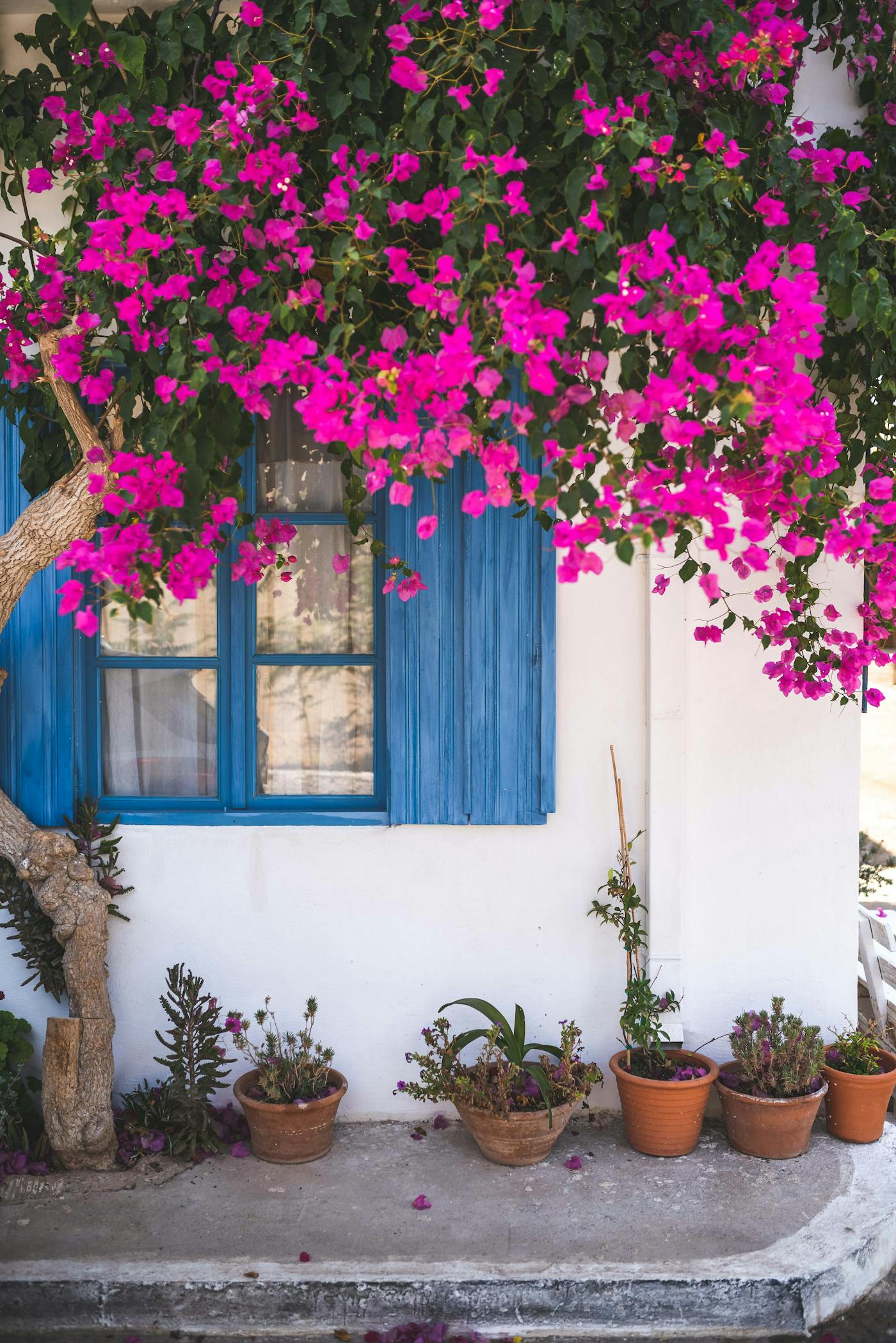 Bougainvillea rosa su muro bianco greco